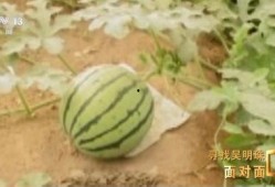 新疆男网红吃瓜,揭秘瓜界风云人物